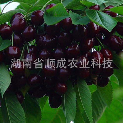 南方、進(jìn)口黑櫻桃